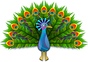 peacock-154128_640