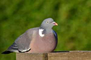 wood-pigeon-429446_640