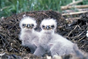 baby-eagles-527426_640