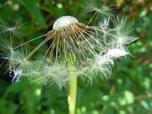 dandelion-350580_640
