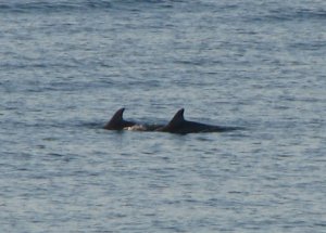 dolphins