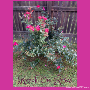 Knock Out Roses