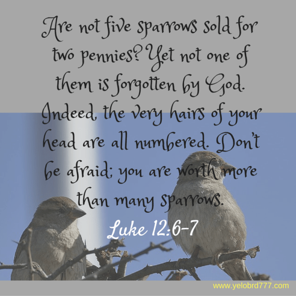 Luke 12_6-7