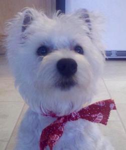 14291913_10157445847200164_6782752419657000537_n